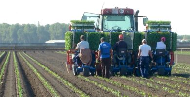 campañas agrícolas del Servicio Andaluz de Empleo
