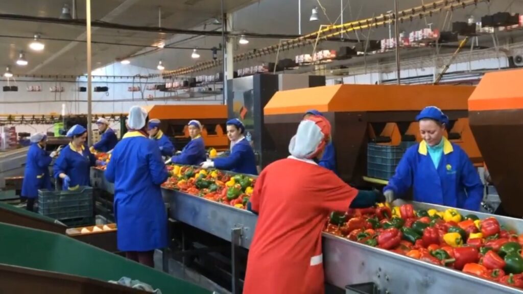 trabajar en empresas hortofrutícolas en verano