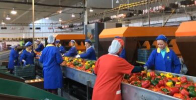 trabajar en empresas hortofrutícolas en verano