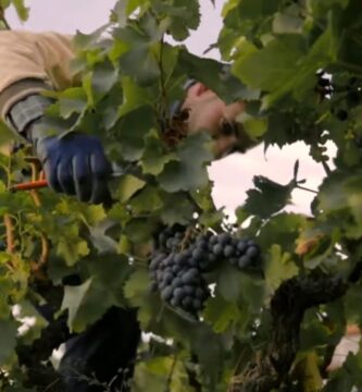 trabajar en la vendimia en Vilafranca del Penedès