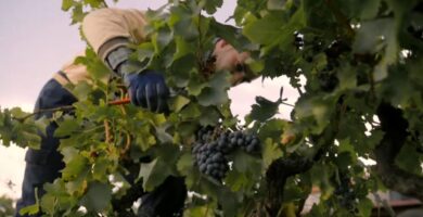 trabajar en la vendimia en Vilafranca del Penedès