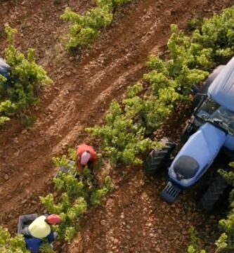 trabajar en la vendimia en Galicia