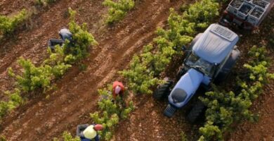 trabajar en la vendimia en Galicia