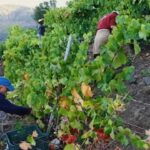 trabajar en la vendimia en Francia