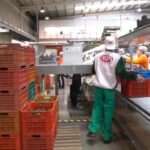 Ofertas en Trops para trabajar en la Campaña de Mango