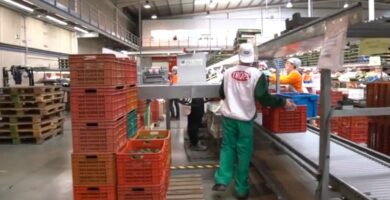Ofertas en Trops para trabajar en la Campaña de Mango